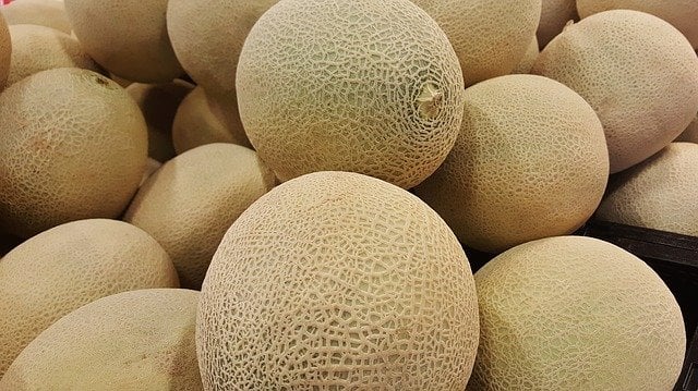 can dogs eat cantaloupe skin