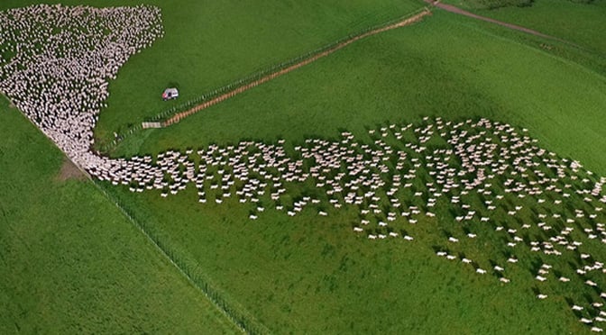 mesmerizing-sheep-herding-video