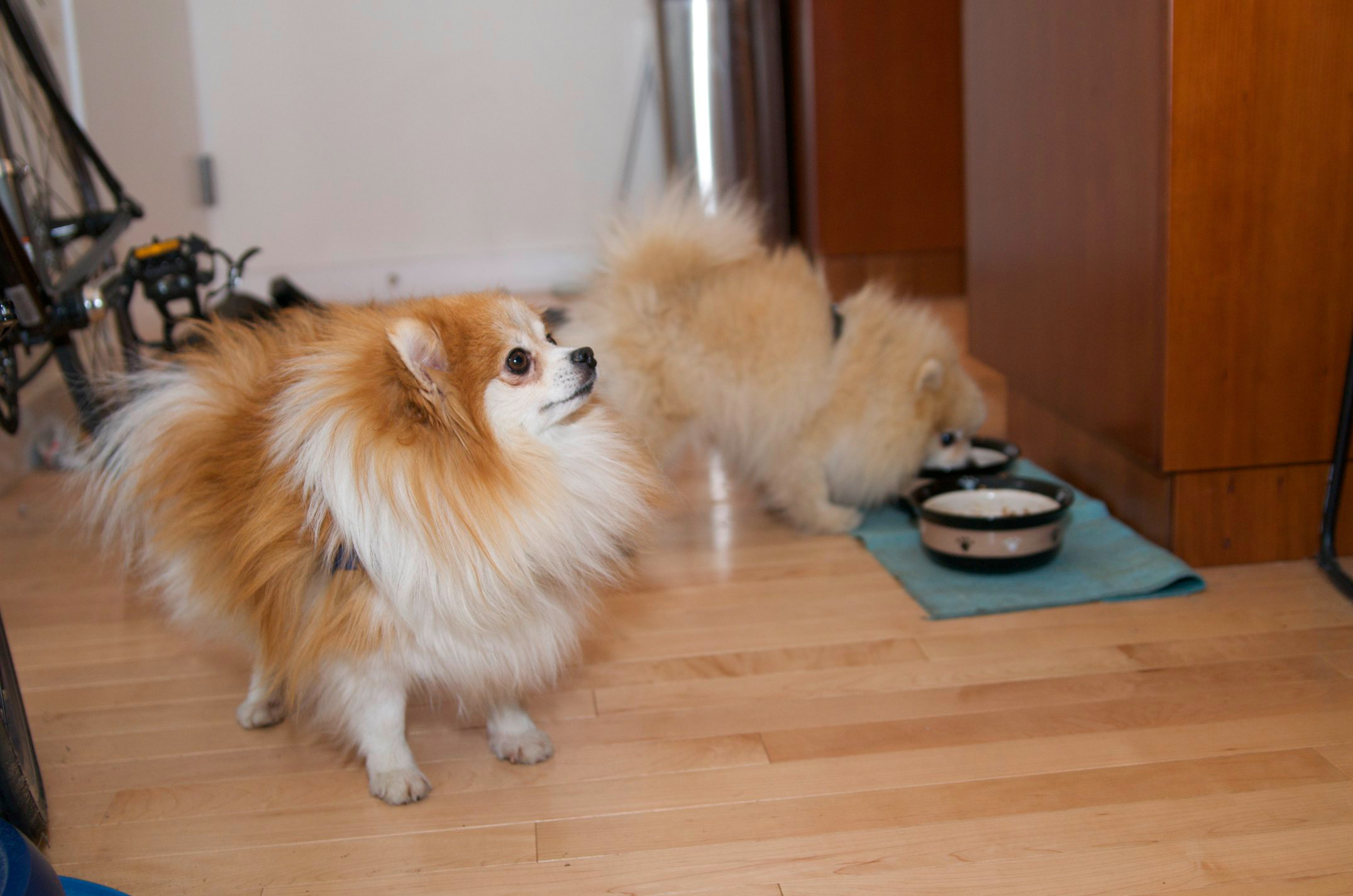 pomeranian foods to eat the top 7 reasons to switch your s food rover pomeranian foods to eat the top 7 reasons to switch your s food rover