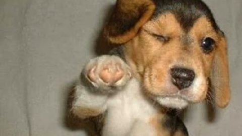 dog high five party trick