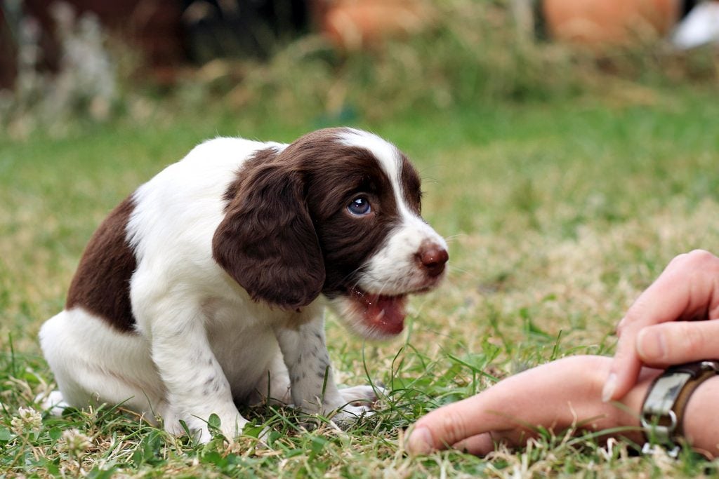 Some puppies resist being taught to stop biting, like this spaniel puppy.