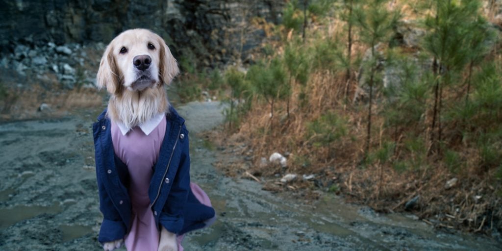 dog stranger things eleven halloween costume