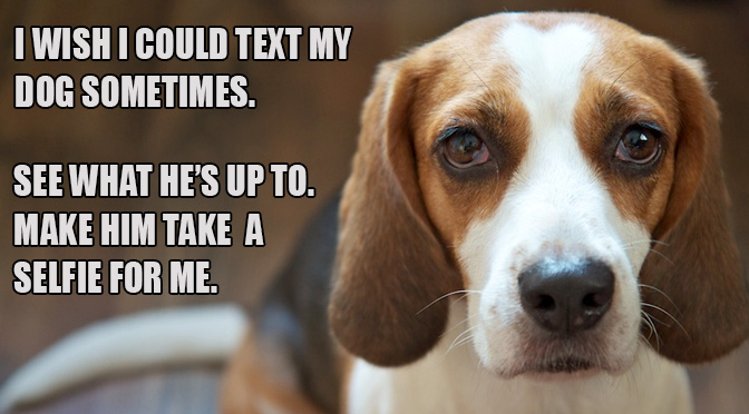 text-my-dog