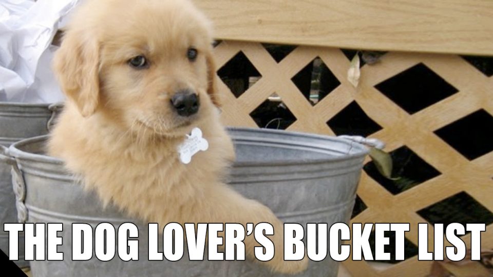 the-dog-lovers-bucket-list