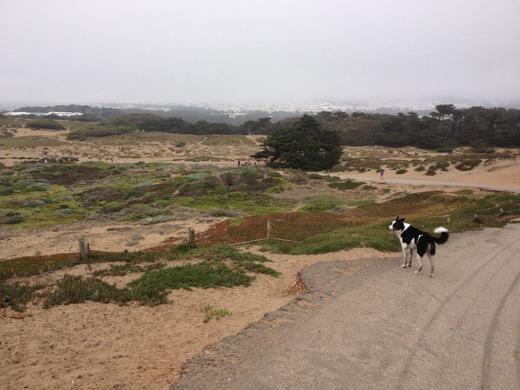 Places To Walk Your Dog In San Francisco Places To Walk Your Dog In San Francisco