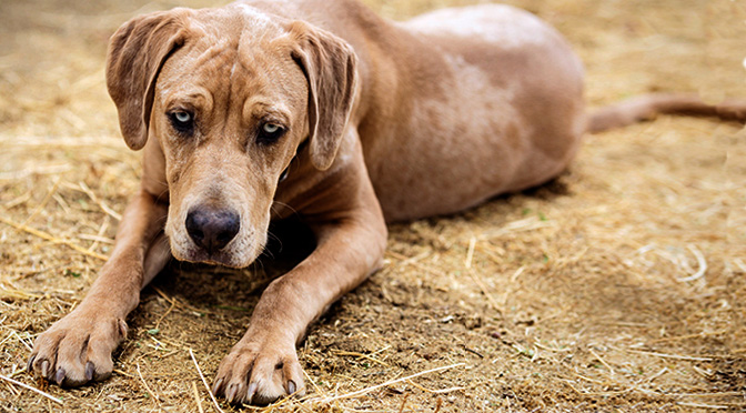 Woman Drives 900 Miles to Rescue Catahoula No One Wanted The Dog