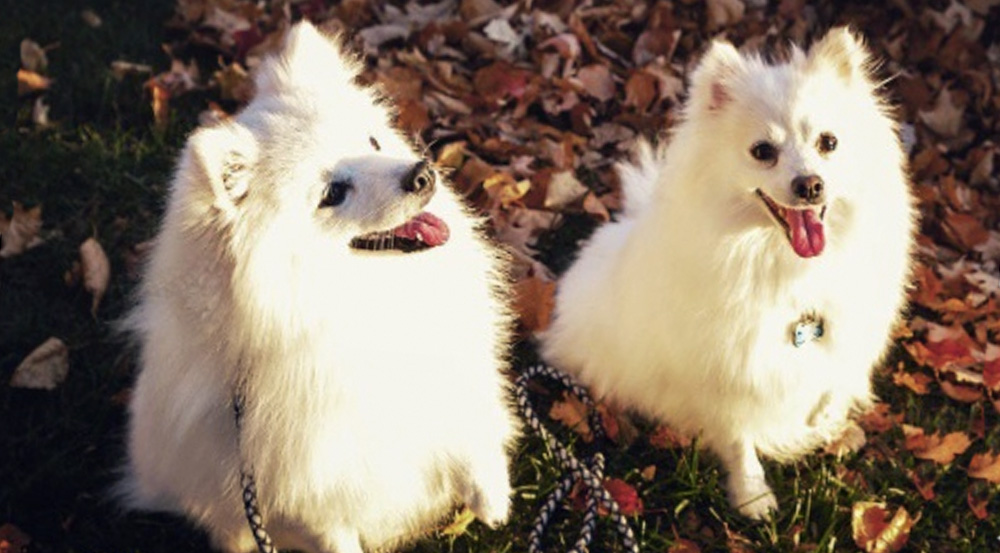 American Eskimo Names For Puppies