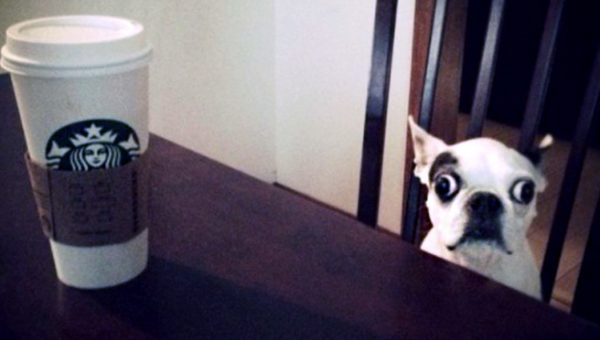 Adopted Dog Won T Leave Corner Adopted Dog Won T Leave Corner