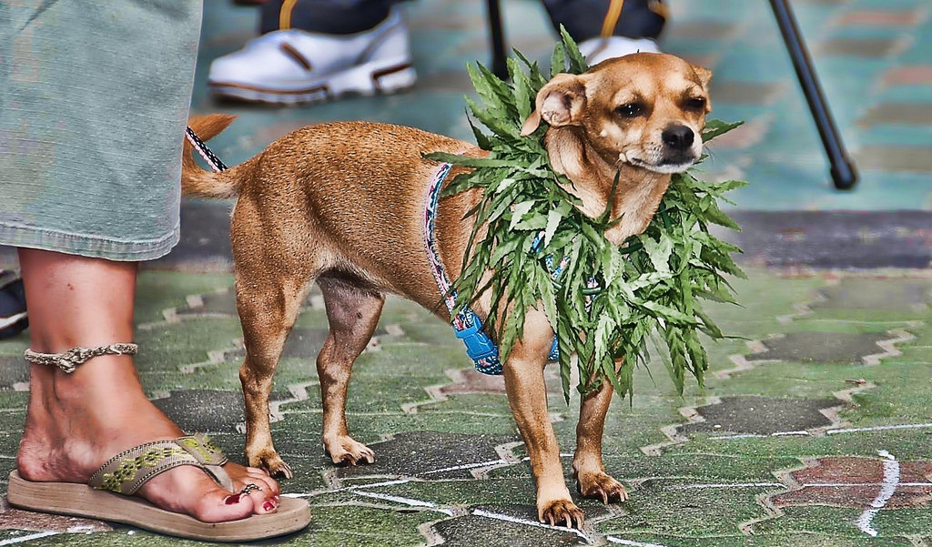 cannabis for dogs marijuana for dogs everything you need to cannabis for dogs marijuana for dogs everything you need to