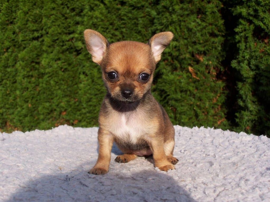 Why Chihuahuas are the best dogs