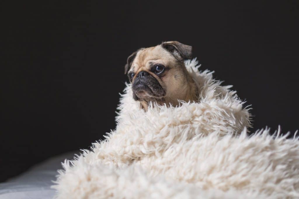 A pug wrapped in a fleece blanket