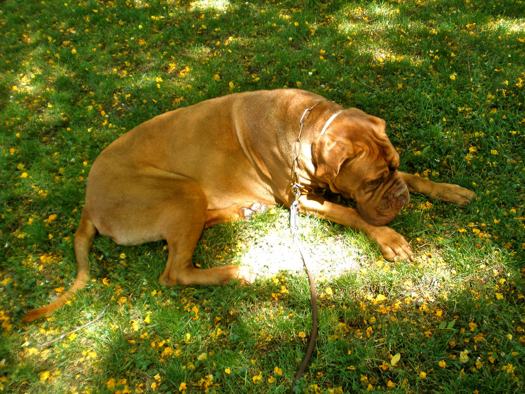 how to help puppy diarrhea diarrhea why it happens and how to help rover how to help puppy diarrhea diarrhea why it happens and how to help rover