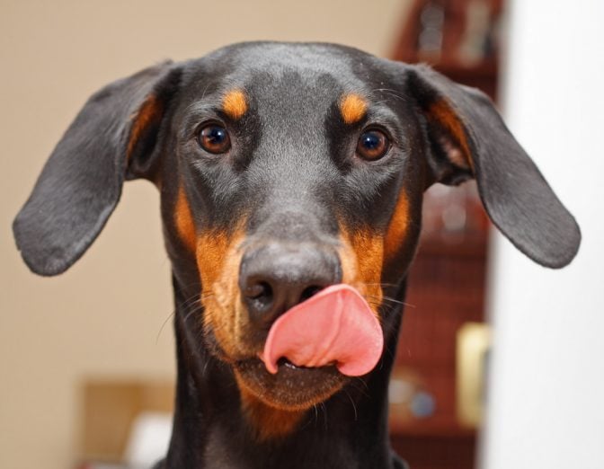 Dog licks lips