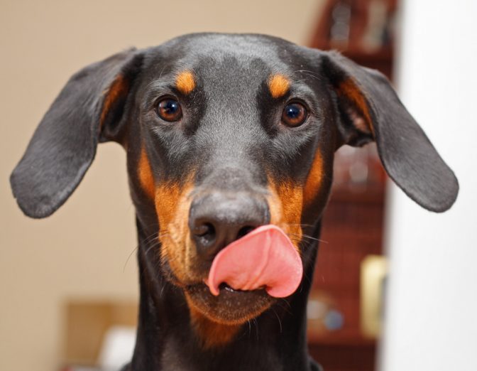 Why Do Dogs Lick Their Lips? | The Dog People by Rover.com