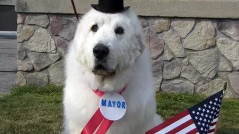 dog-mayors-duke-cormorant-minnesota
