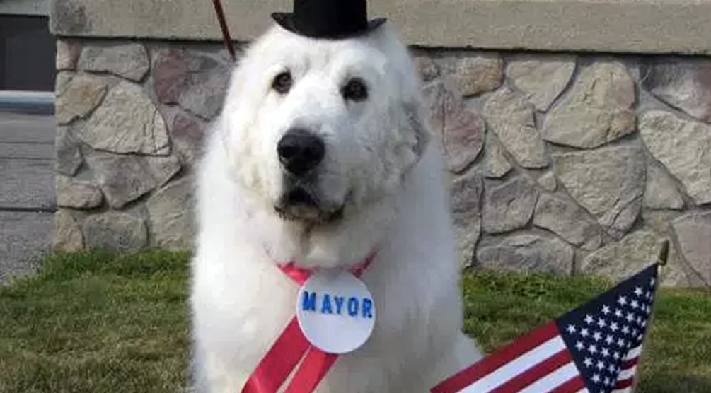 dog-mayors-duke-cormorant-minnesota.jpg