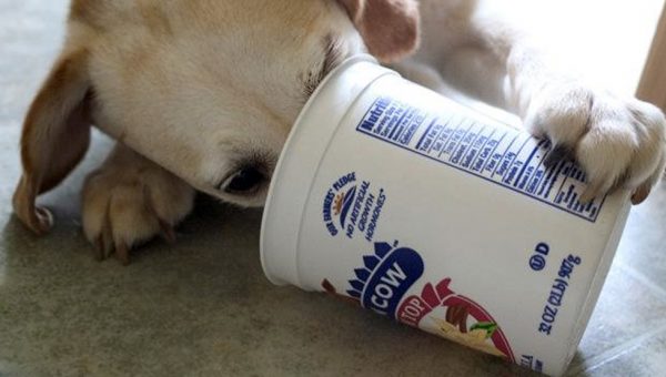 what to feed your dog when you re out of dog food the dog people 4 yogurt dog treat recipes to spoil your pet healthy