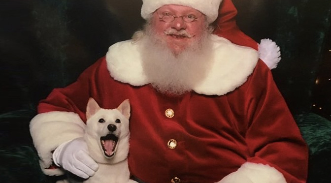 kya-shiba-inu-dog-loves-santa-the-most
