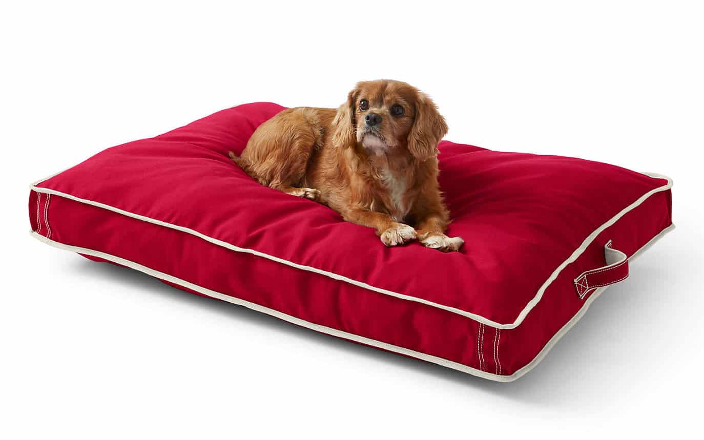 15 Black Friday Pet Deals for Dog Lovers That Are Really Worth It