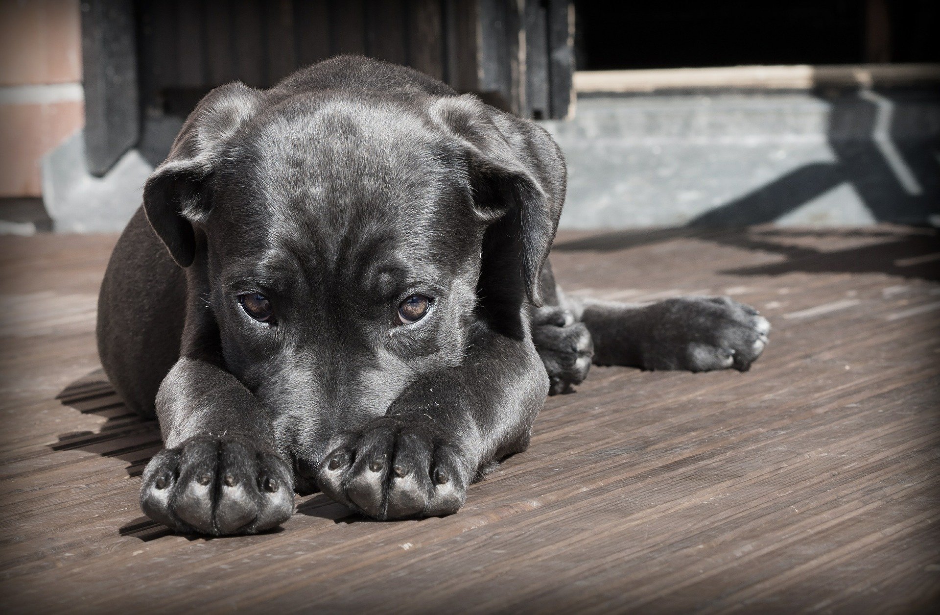 belgian shepherd for sale in malaysia dog eye gunk u2014what is it how you should clean it and when to get belgian shepherd for sale in malaysia dog eye gunk u2014what is it how you should clean it and when to get