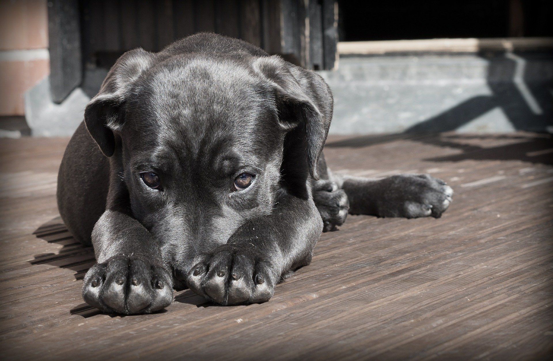 over the counter meds for dogs with anxiety