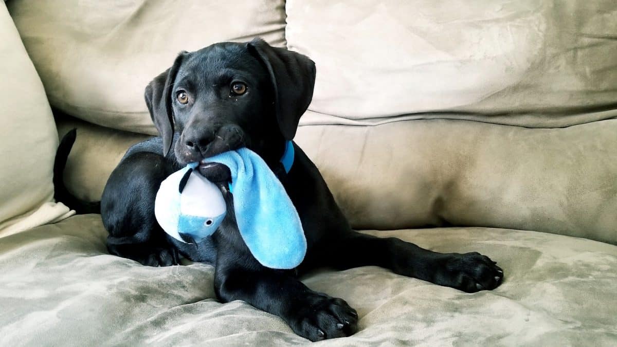 Why Do Dogs Shake Their Toys? The Dog People by