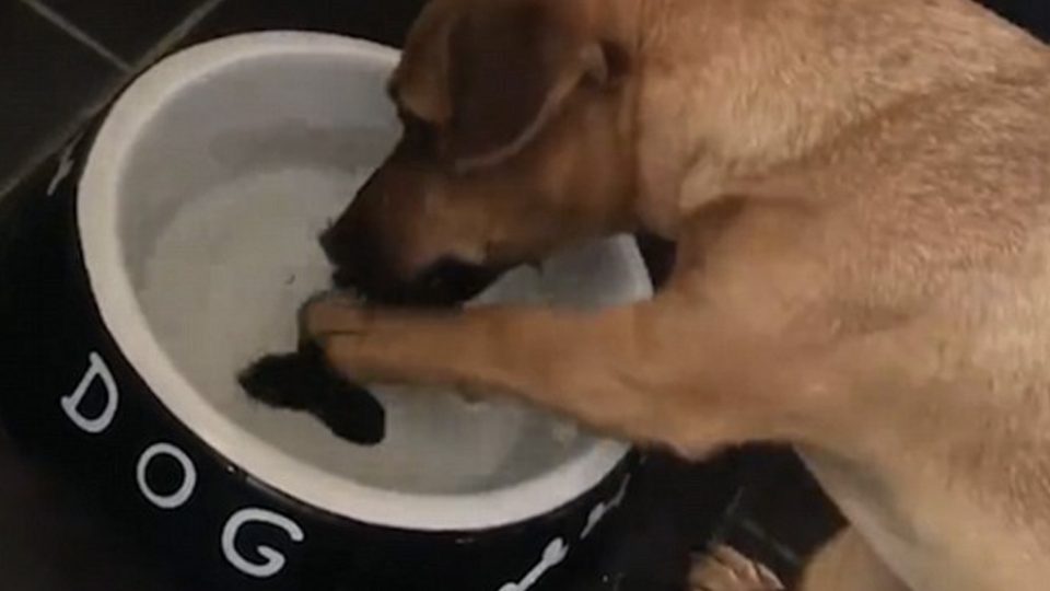 quick-the-dog-desperately-wants-the-painted-bone-from-the-bottom-of-her-water-dish