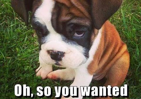 Leaving Your Dog Home For A Run Leaving Your Dog Home For A Run