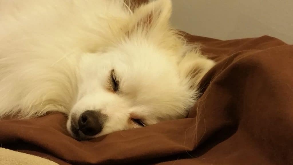 A sleeping white Pomeranian