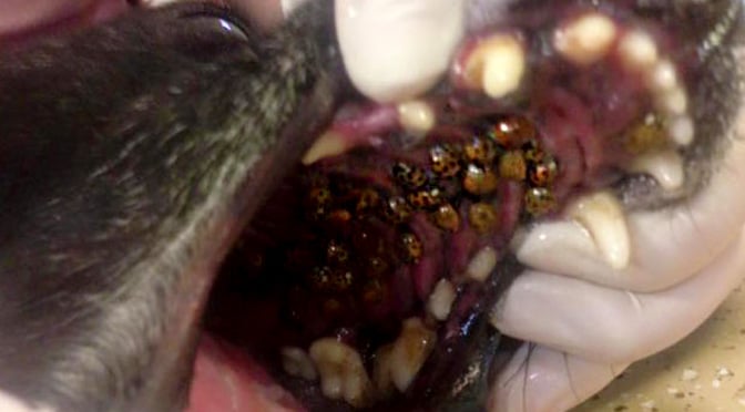 viral ladybug dog mouth