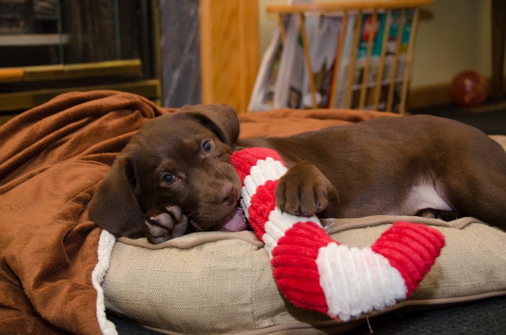 Can My Dog Eat Candy Canes 
