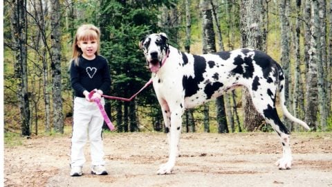 harlequin great dane colorful dog breed