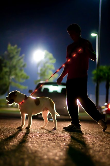 night dog walking accessories
