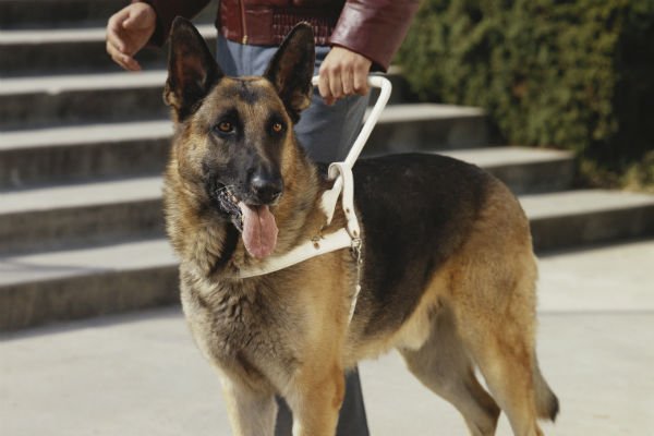 GSD guide dogs for the blind