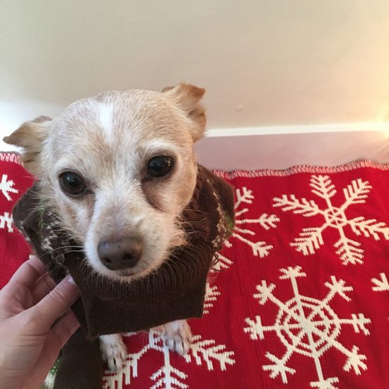 How to Put a Dog in a Sweater in 22 Easy Steps The Dog People by