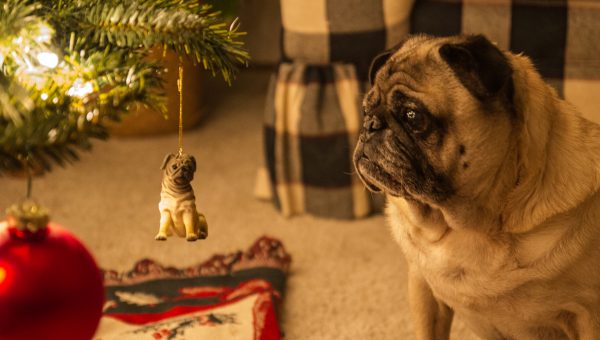 pug rescue orange county rover rover is your one stop shop for loving and trustworthy pet sitters and pug rescue orange county rover rover is your one stop shop for loving and trustworthy pet sitters and
