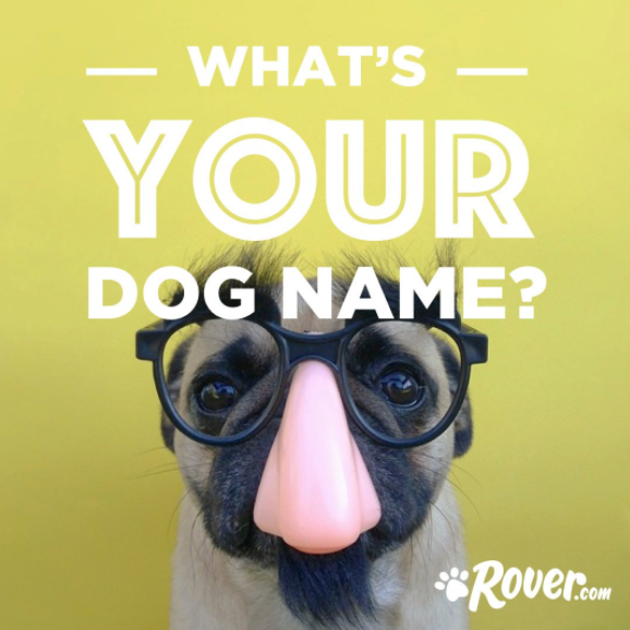 puppy name generator name generator what would your name be rover puppy name generator name generator what would your name be rover