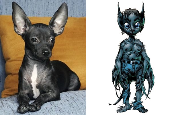 baby-bat-chihuahua-batman-dog-names