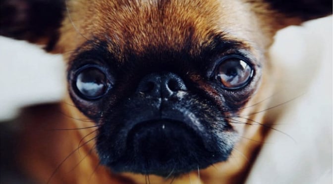 Get to Know the Itty-Bitty Brussels Griffon | The Dog People by 