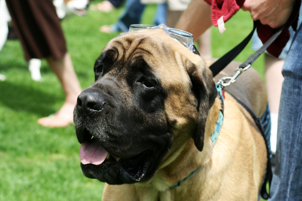 Resultado de imagen para mastiff dog, protect you