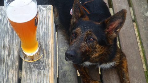 Can Dogs Drink Beer? This dog looking at beer wants to know.