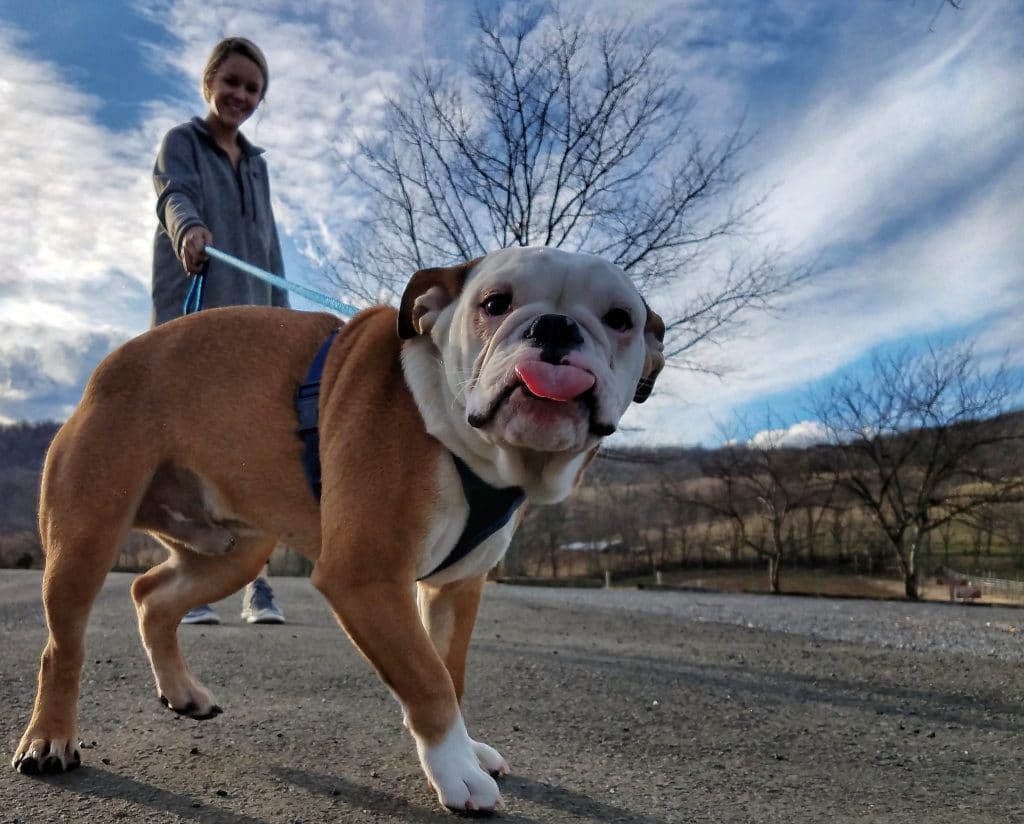 Walking, like this woman and bulldog, is a great dog New Year's resolution