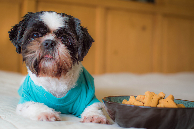 disney dog food bowl