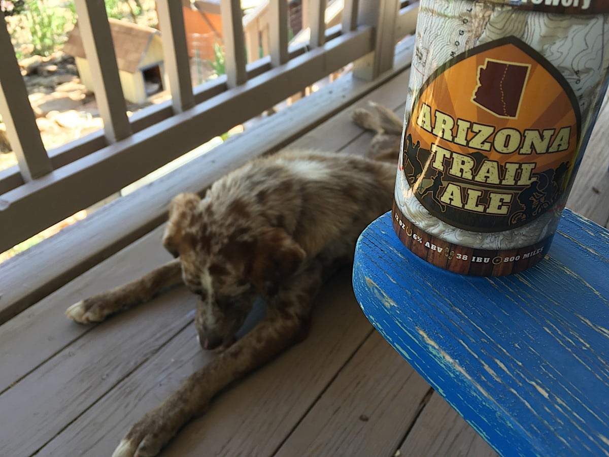 Can Dogs Drink Beer? The Dangers of Dogs Drinking Beer