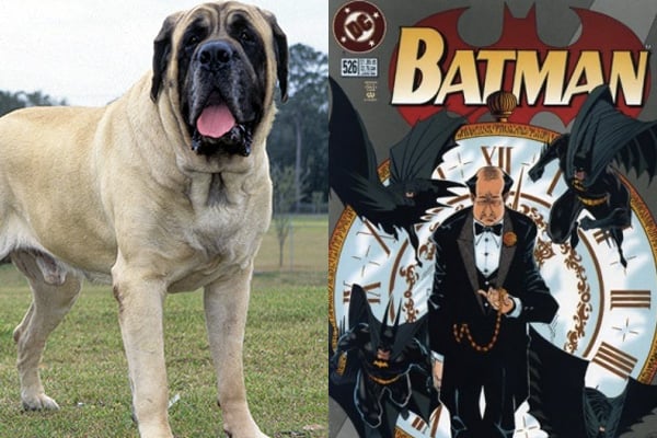 english-mastiff-alfred-pennyworth-batman-dog-names