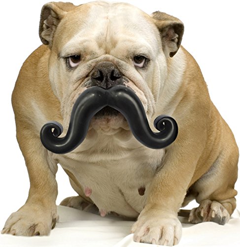 gifts for dog owners