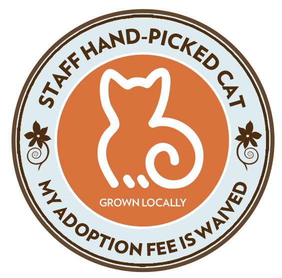 handpicked-cat-image