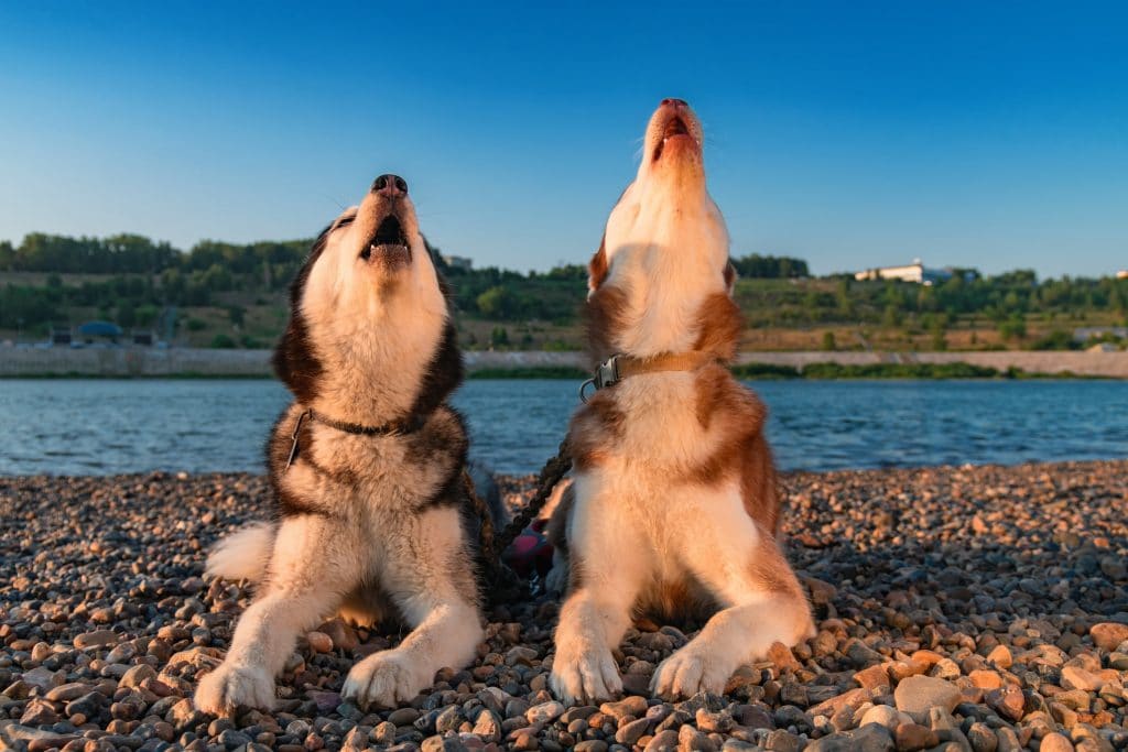 cute huskies howling together on the beach
