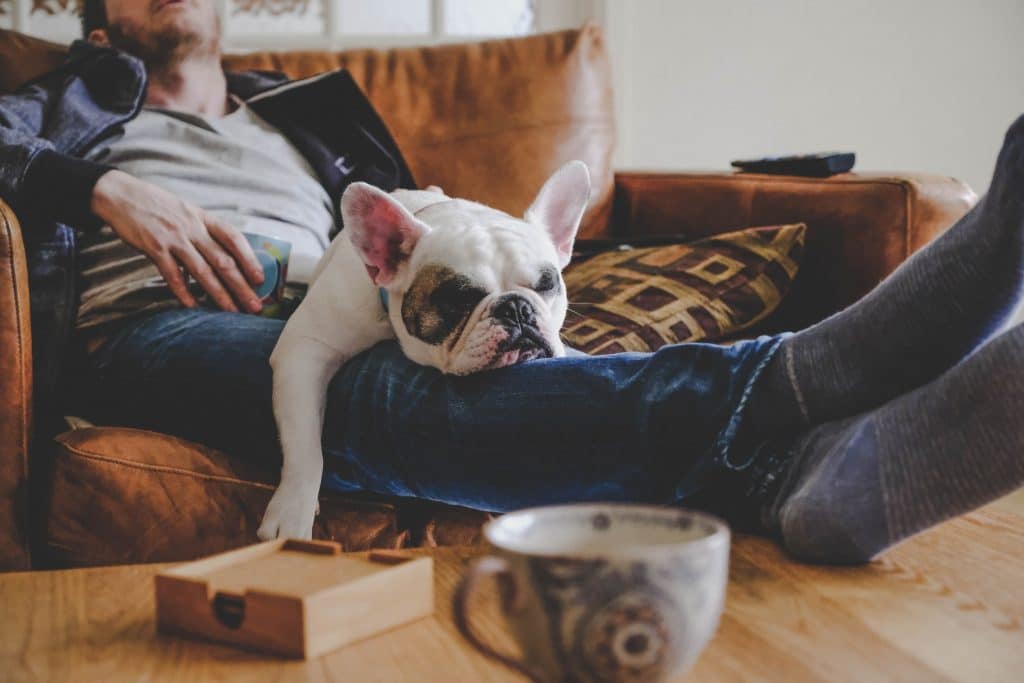 french bulldog and dad napping on the couch
