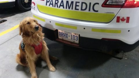 max-paramedic-therapy-dog
